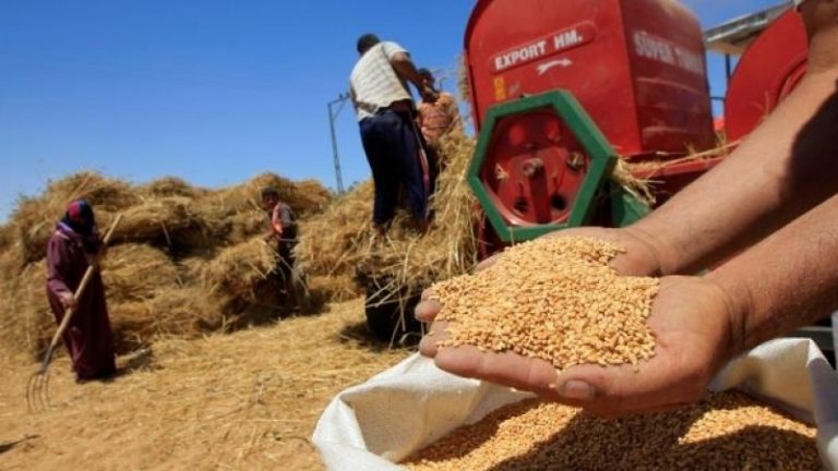 تونس تطرح مناقصة عالمية لشراء 117 ألف طن من قمح الطحين