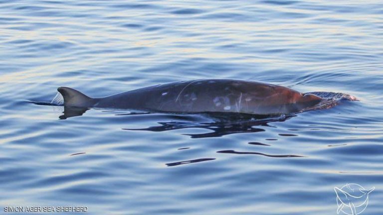 علماء يكتشفون “حوتا مذهلا” لم يُرَ من قبل