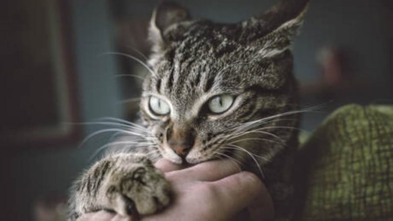 دراسة: حمى خدش القطة قد تسبب أعراض “الجنون البشري”