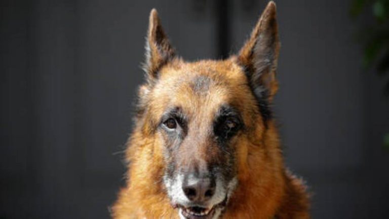 هونج كونج… إصابة كلب بوليسي بفيروس كورونا