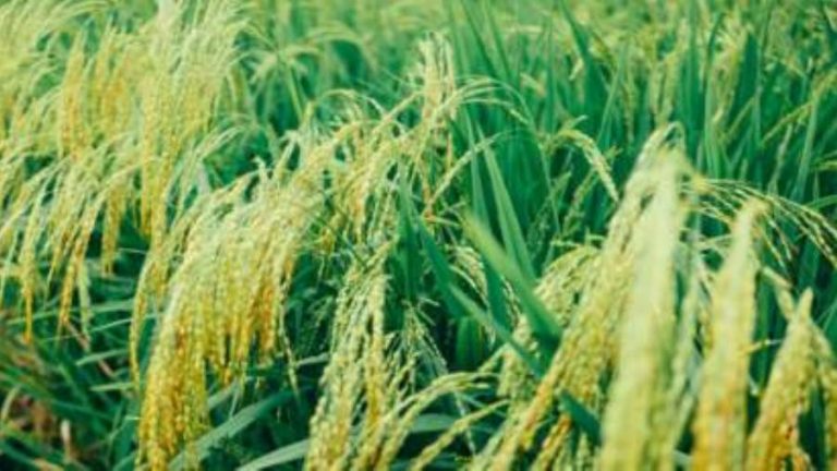 اكتشاف أقدم حقول أرز في العالم عمرها 6000 عام داخل الصين