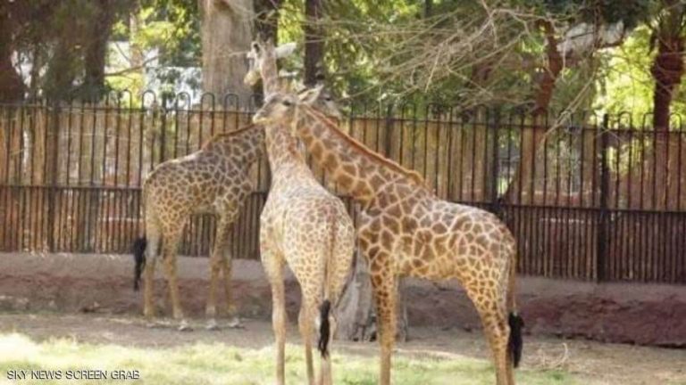 الزرافة “سنسن” تجد عريسا.. ومصر تتابع الحدث السعيد