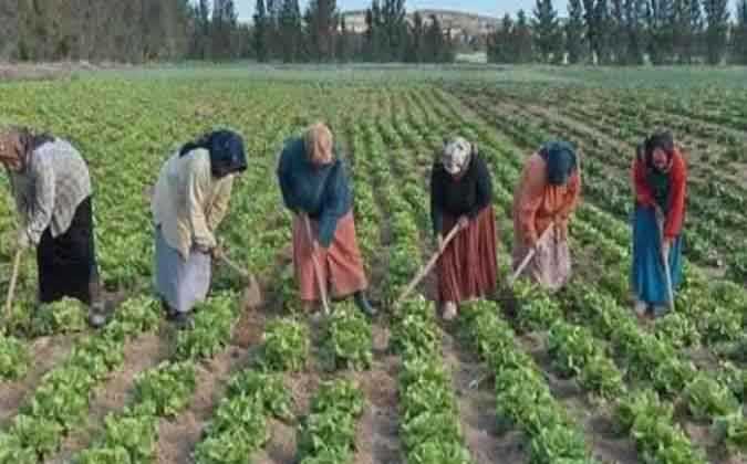 هل يجب ان تكون ذكرا كي تعمل في ديوان الحبوب  ؟