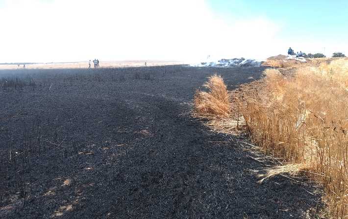 الوحيشات – سليانة : احتراق حوالي 15 هكتارا من القمح وهكتار من الشعير