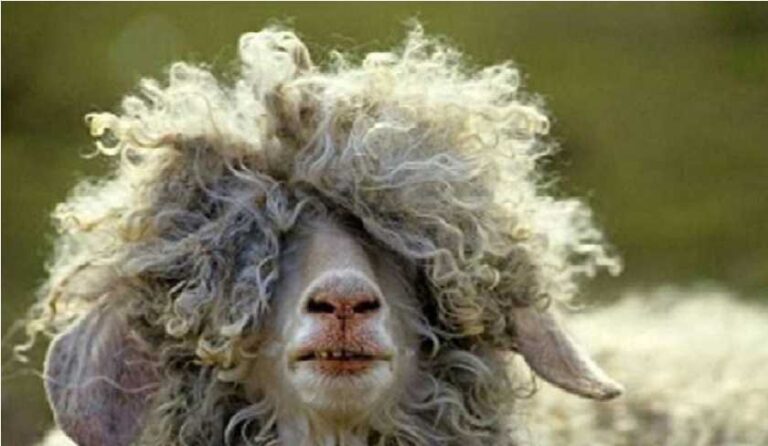 رسمي – ديوان الإفتاء : يوم 9 جويلية الجاري هو يوم عيد الإضحى