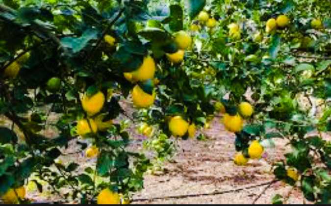 إمكانية تسجيل تراجع في صابة القوارص ب 40 بالمائة