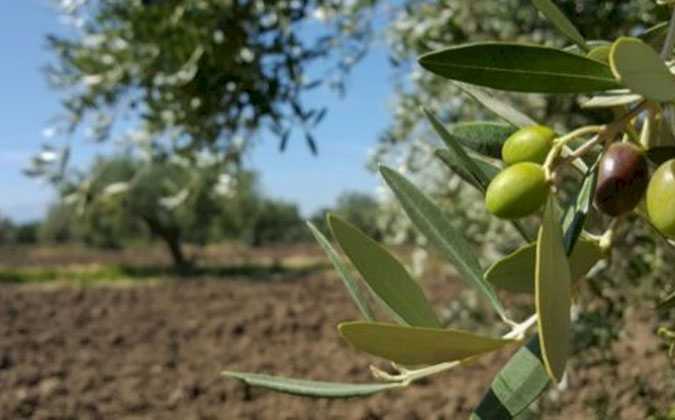 زيت الزيتون : الاسعار في ارتفاع و الصابة في تراجع